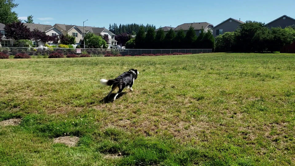 Nika loves to chase her ball!